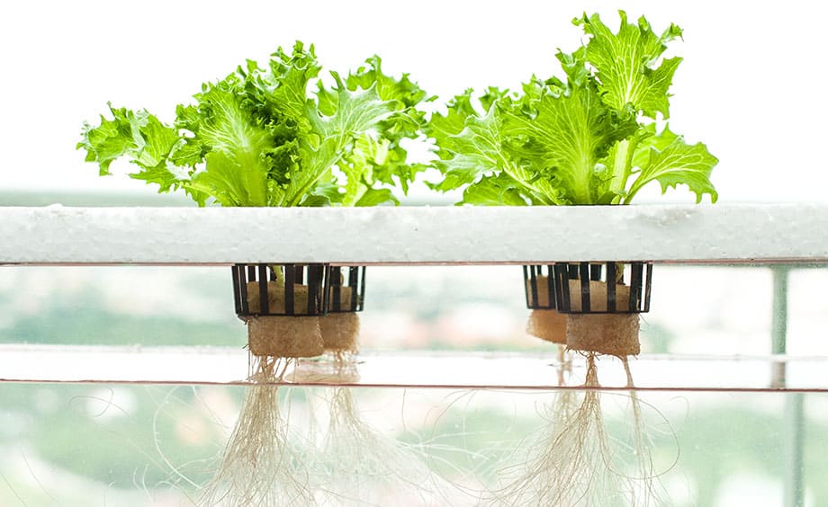 Kratky DIY Hydroponic System