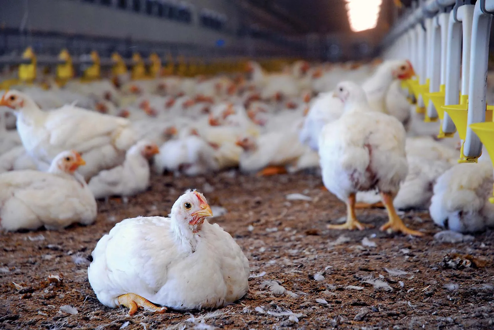 Sustainable Farming
