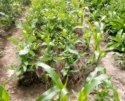 Healthy Plants in Garden