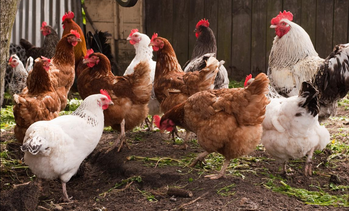 Poultry Farming